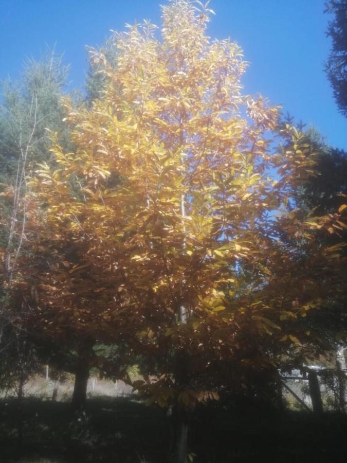 Cabana May Pao, Para 3 En Melipeuco Cerca Del Parque Nacional Conguillio Extérieur photo
