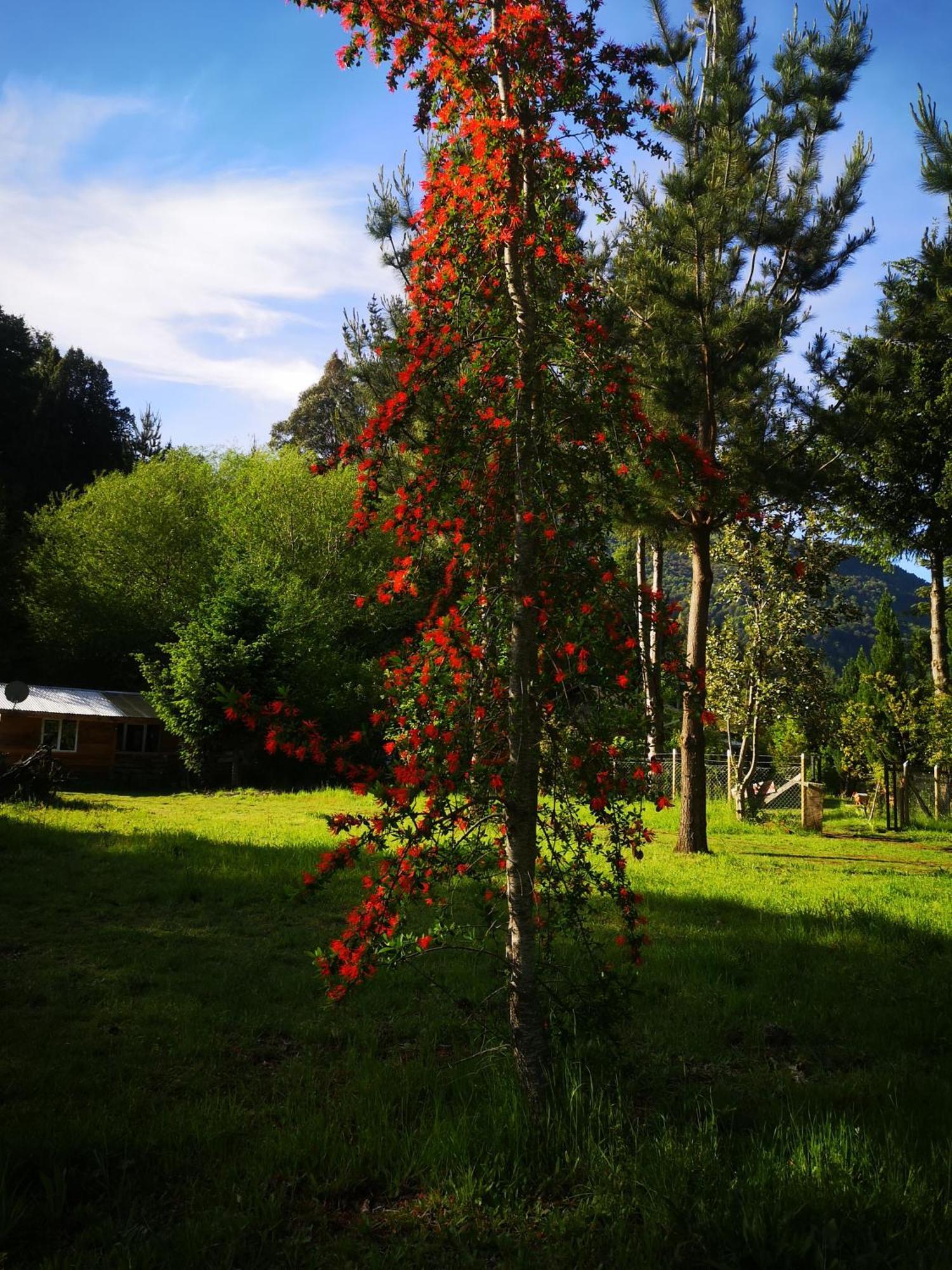 Cabana May Pao, Para 3 En Melipeuco Cerca Del Parque Nacional Conguillio Extérieur photo